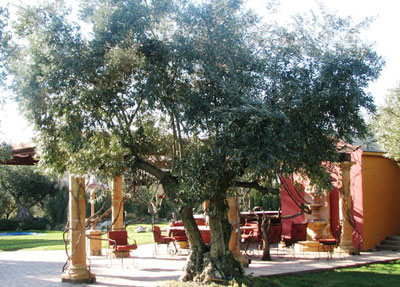 <span class= "e">5</span> 125yr old Ascolano Olive trees