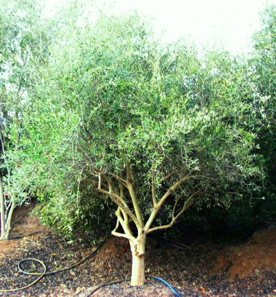 <span class="b">2</span> 12 to 14ft Field-grown Tuscans