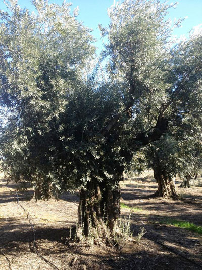 <span class= "e">5</span> 130yr old
