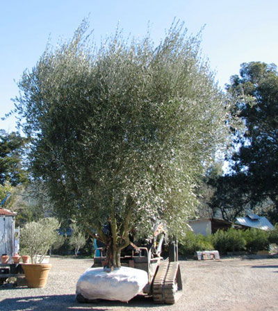 <span class= "b">2</span> 18ft Field Grown Manzanillo