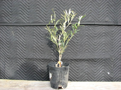 <span class= "a">1</span> 1ft Tuscan Olive Trees