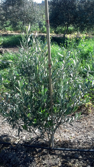 <span class= "b">2</span> 3ft fieldgrown multi