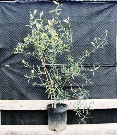 <span class= "b">2</span> 4ft x 3ft Multi-Trunk Tuscan