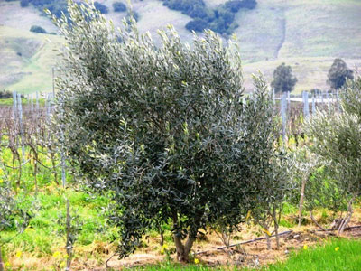 <span class= "b">2</span> 5 to 7ft Multi Field Grown Tuscan OLIVE