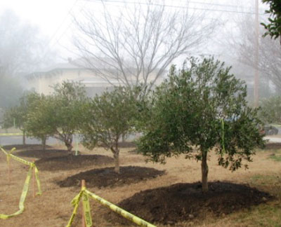 <span class= "b">2</span> 5 to 7ft Standard trunk Field Grown