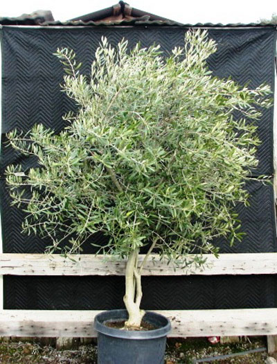 <span class="c">3</span> 5ft to 6ft x 4ft Fruitless