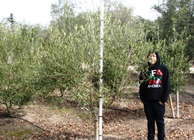 <span class="c">3</span> 5ft to 7ftField Grown Fruitless Olive Trees