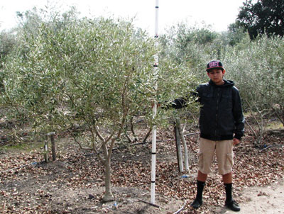 <span class="c">3</span> 6ft Fruitless Field Grown