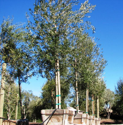 <span class="c">3</span> 9ft Fruitless Standard Trunk