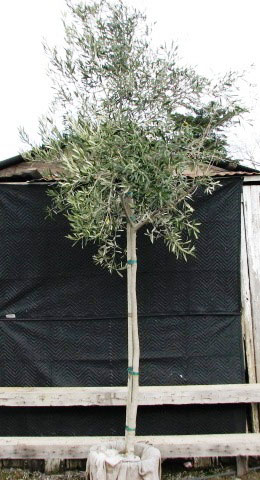 <span class= "a">1</span> 9ft x 4ft Manzanillo