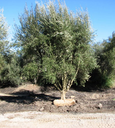 <span class="e">5</span> Field Grown Manzanillo 40yr old