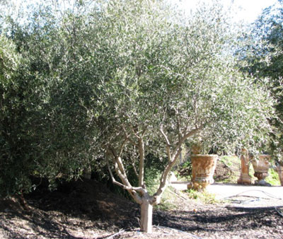 <span class= "b">2</span> Field Grown Tuscan 12ft to 14ft