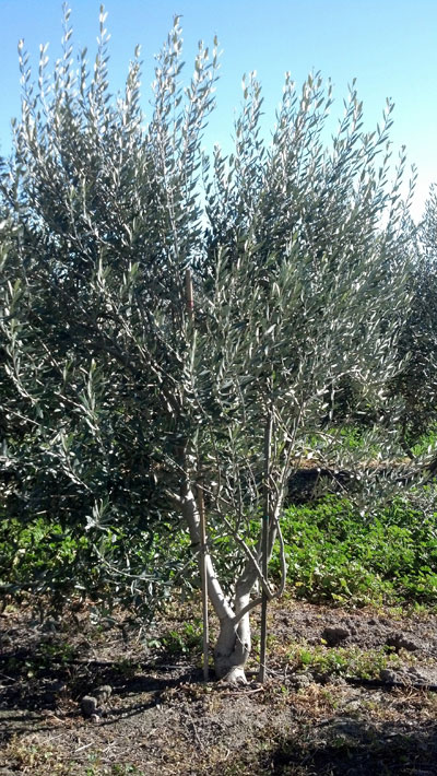 <span class= "b">2</span> Field Grown Tuscan Multi