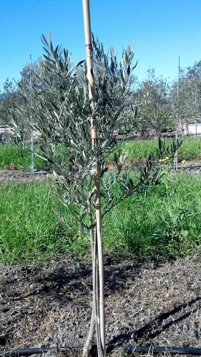 <span class= "b">2</span> Field Grown Tuscan Standard