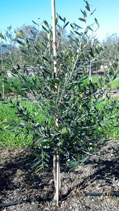 <span class= "b">2</span> Field Grown Tuscan