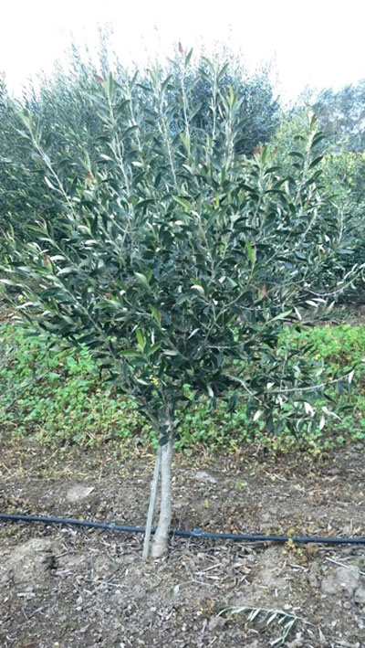 <span class= "b">2</span> Field Grown Tuscans