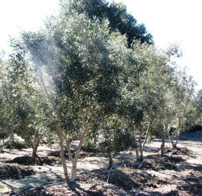 <span class="d">4</span> Fruitless Swan Hill Field Grown 14ft to 16ft