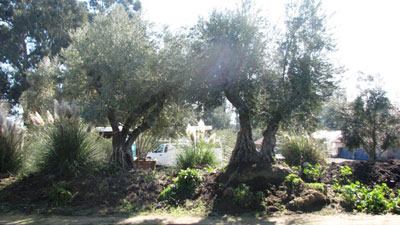 <span class= "e">5</span> Mature olives