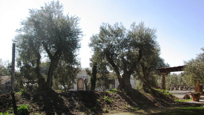 <span class= "e">5</span> Mature olives