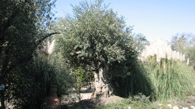 <span class= "e">5</span> Mature olives
