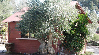 <span class= "e">5</span> Mature olives