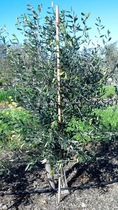 <span class= "b">2</span> Multi Trunk Field Grown Tuscans