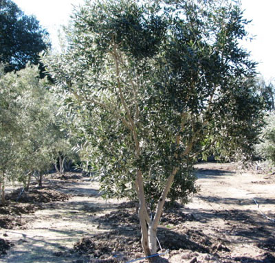 <span class="d">4</span> Multi Trunk Swan Hill 12ft to 14ft