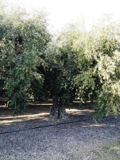 <span class="e">5</span> Mature olives